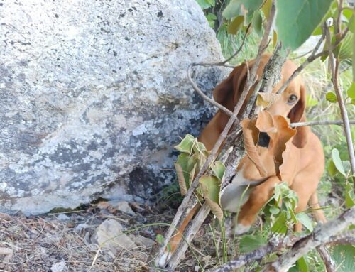 Cane rimane bloccato sul Monte Forato, salvato dal CNSAS Toscano e dai VVF