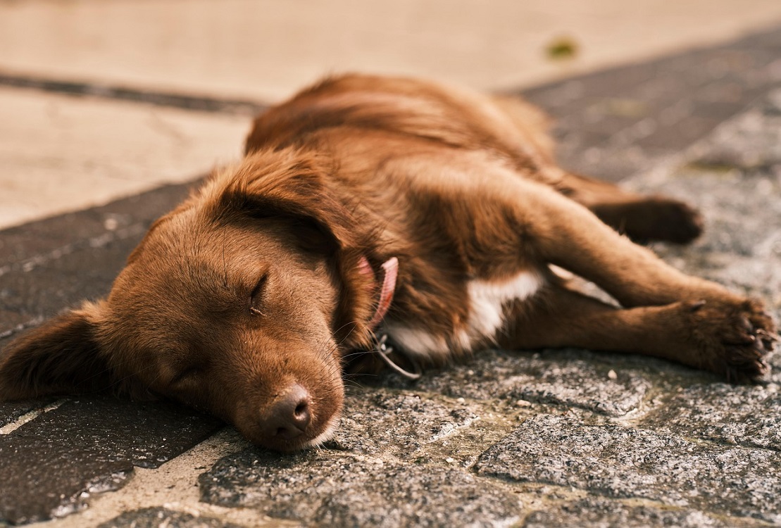cane_generico_dorme_buona_pixabay