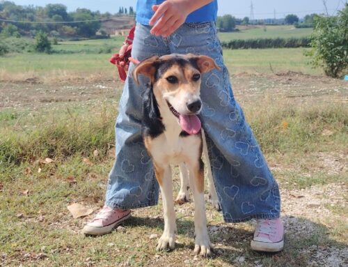 Nala, sei interessata/o alla sua adozione?