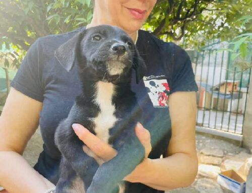 Pako dalla Puglia, aspetta ancora la frase: “Vieni con noi a casa!”