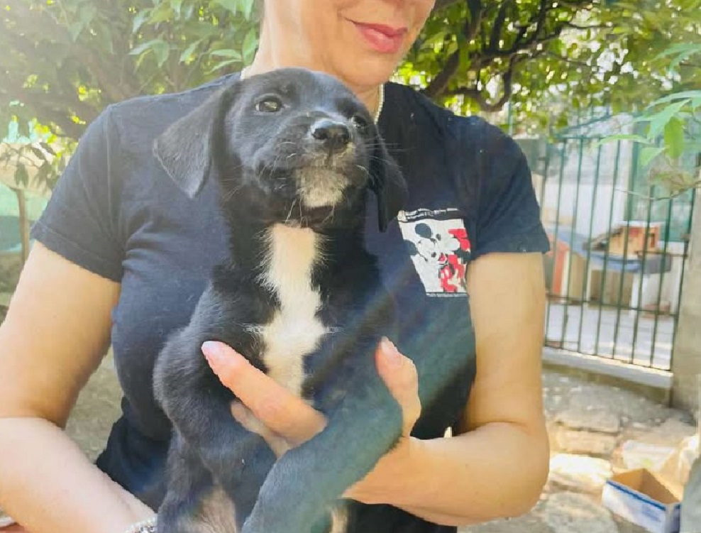 cane_pako_gargano_puglia_flavia_sciotta