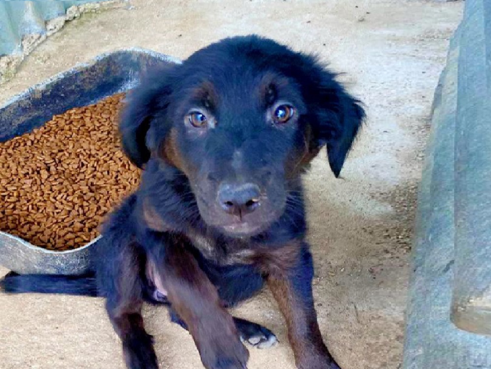 cane_pepe_associazione_Vasto