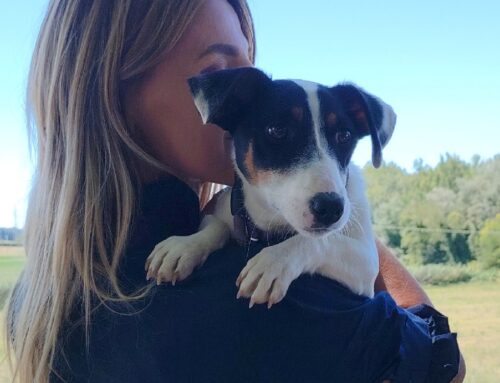 Prince, simil Jack Russel in cerca di amore