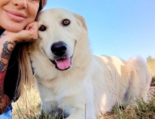 Dal Centro Italia ecco Ricky, tenero cucciolone di 1 anno in cerca di adozione