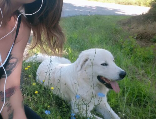 Di nuovo in strada: trovato in una curva di via Foresta il maremmano cieco in un occhio