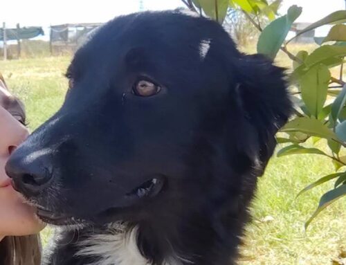 Cucciolone Tommy, senza casa né amore: adozione cercasi