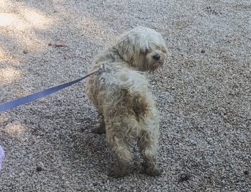 Cagnolino trovato in via Velinia, di chi è?