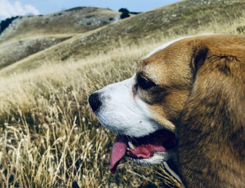 I consigli del CNSAS Umbria per vivere in sicurezza al montagna con i nostri quattro zampe