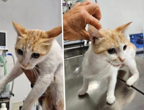 Gatta trovata a Montebuono, è ferita nella coscia