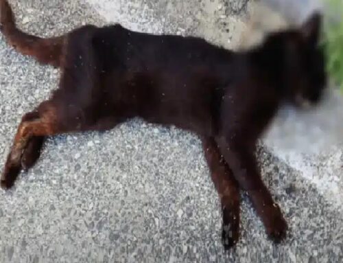 Sei gatti e un riccio avvelenati ad Ardea (Roma): ENPA lancia l’allarme