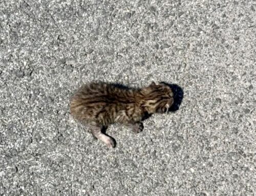 Trovata la balia per il gattino segnalato dalla volontaria Maria Laura