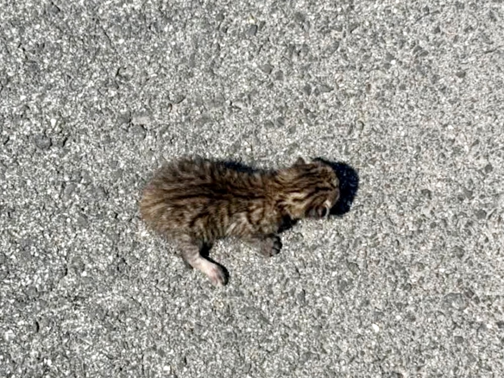 gatto_gattino_maria_laura_sciarpelletti