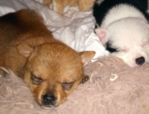 Ogni giorno deve essere la Giornata Mondiale del Cane