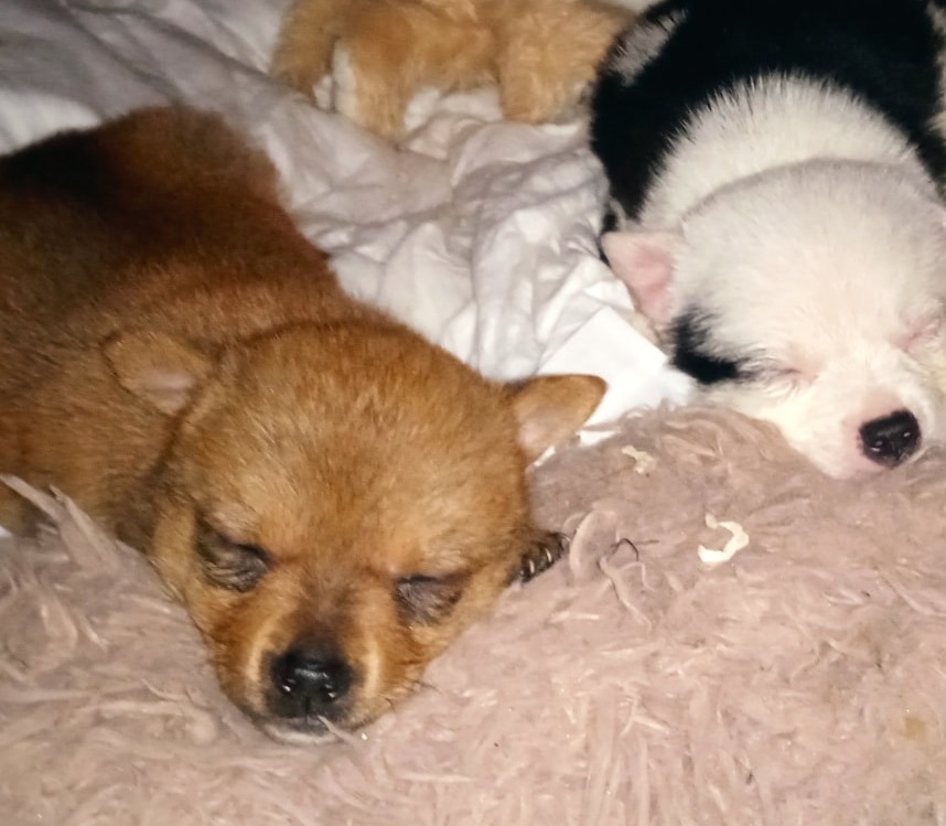 giornata_mondiale_del_cane_2025_associazione_vasto
