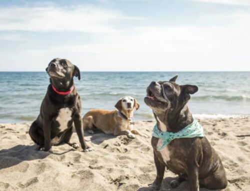 Vacanze open air con gli amici a quattro zampe: le migliori strutture pet friendly in Italia