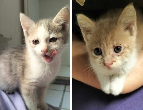 Milly e Molly trovate in una vecchia capannina degli attrezzi: adozione cercasi