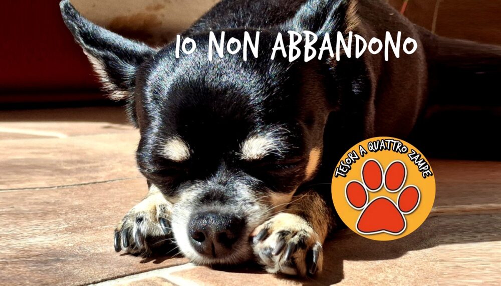 BANNER_io_non_abbandono_2025-2