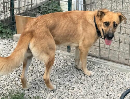 Patty: “Sono stanca di aspettare in Rifugio di iniziare la mia seconda vita”