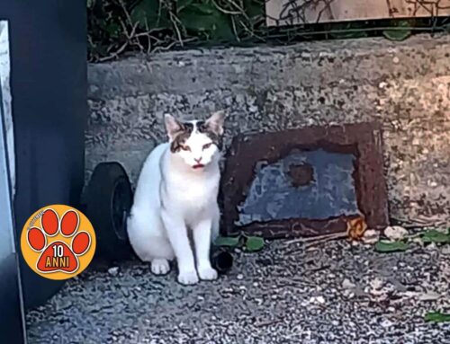 Gatto intero in via Colarieti (Rieti): smarrito?