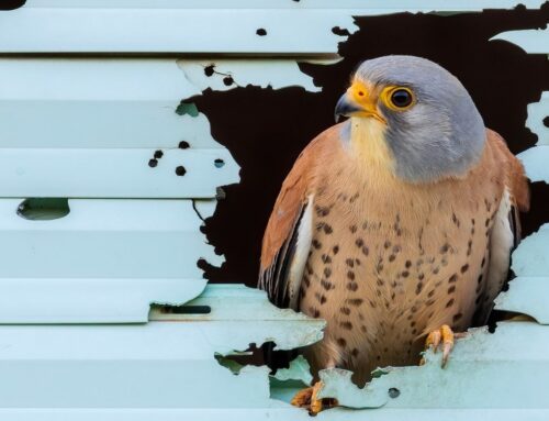 L’8 settembre a Lecce la LIPU inaugurerà una mostra fotografica che unisce arte e conservazione