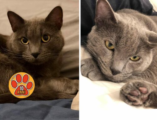 È finito in un gattile!