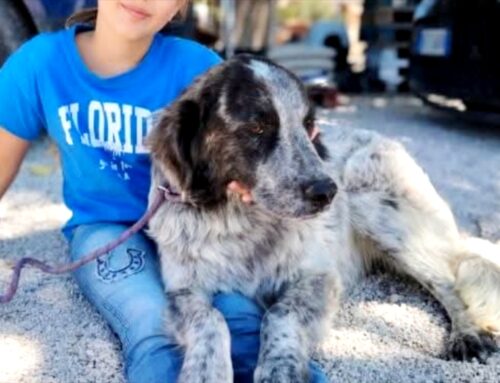 Bobby, un anno e mezzo: cerca adozione
