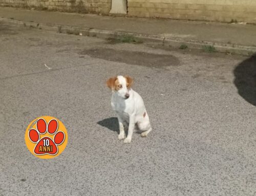 Cagnolino impaurito in via Carlo Sforza a Rieti: è solo! Rischia di essere investito!