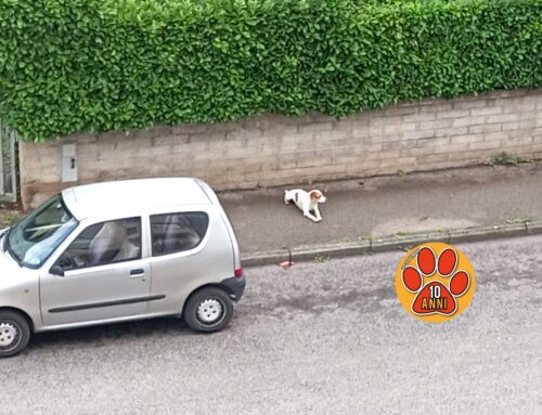 Il cane di via Carlo Sforza ancora in strada