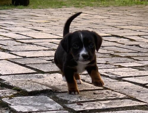 Cucciolo maschio cerca adozione