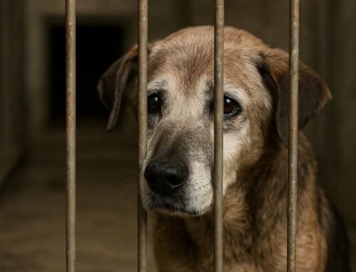 Un cane anziano ha paura di finire i suoi giorni in una gabbia del canile
