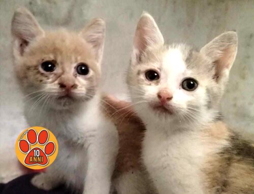 Due amabili gattine da Toffia cercano adozione