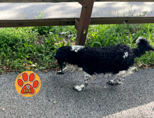 Cane in via don G. Olivieri a Rieti, chi lo ha smarrito?