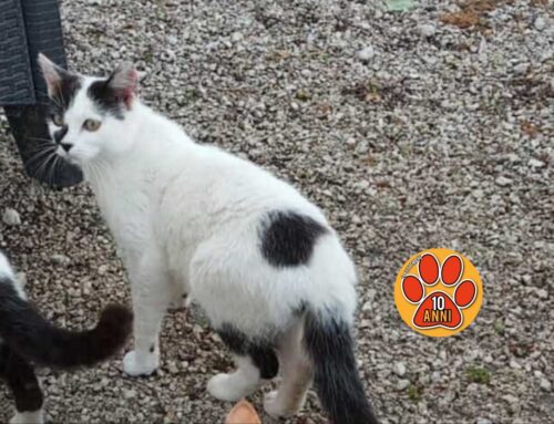 Veronica: “Il mio gatto mortọ investito. Ha pagato per la velocità e l’ignoranza delle persone alla guida delle auto”
