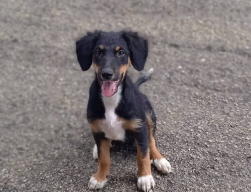 La cucciola Noce Moscata sta crescendo a Vasto, dietro le sbarre. Sogna una famiglia