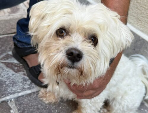 Cagnolino impaurito in strada a Poggio Mirteto