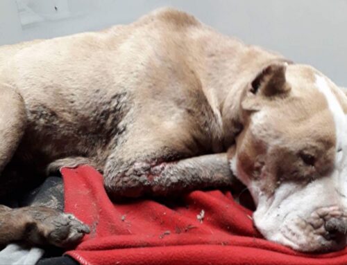 PitBull seviziata ed uccisa in Puglia