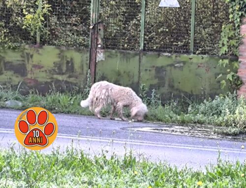 Cane bianco con pelo arruffato nella rotatoria Colarieti di via A.M. Ricci. Chi lo riconosce?