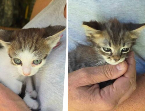 Due gattine in cerca urgentemente di una adozione