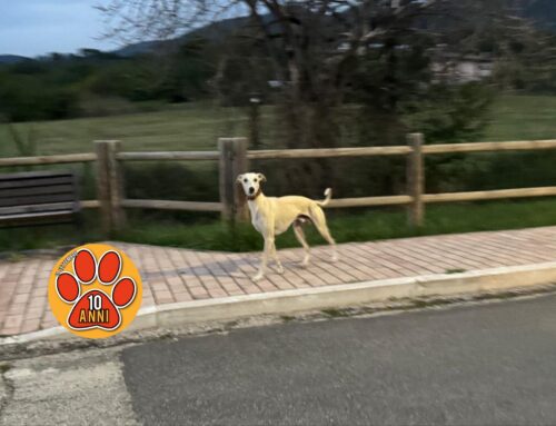 Segnalato Levriero smarrito zona Santa Rufina. Ha paura e scappa