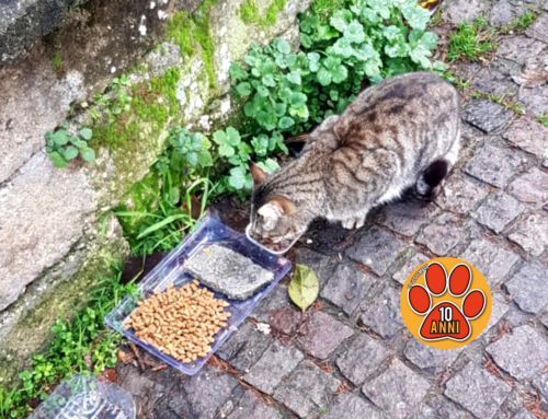 La gatta Genova è scomparsa nel nulla
