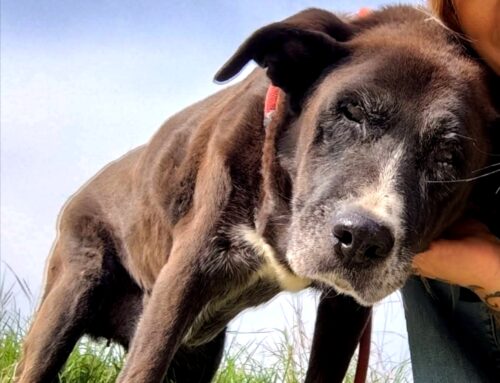 Angela attende una adozione da tutta la vita: ha 11 anni ed è una coccolona