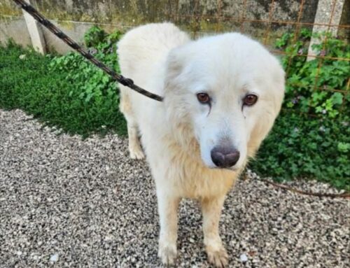 Maremmano recuperato di notte a Corese Terra: è finito in canile