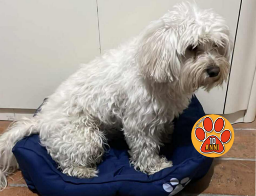 Smarrito Moschino cane Maltese in via Velinia, Piana Reatina