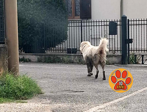 Maremmano infangato nel quartiere Micioccoli (Rieti)