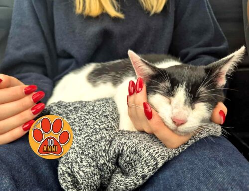 Gatto trovato in piazza San Francesco Rieti, chi l’ha smarrito?