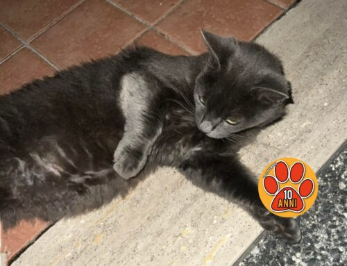 Splendida gatta col pancino trovata in via Rosatelli: famiglia cercasi