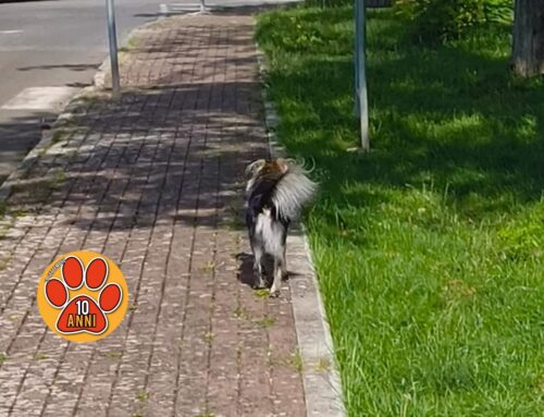 Rieti, cane in via Rosatelli: di chi è?