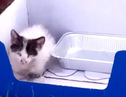 Gatto trovato vicino ai rifiuti di un supermercato