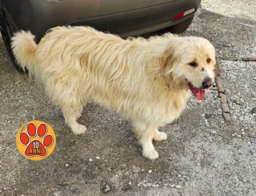 Il cane de La Fornace vaga zona Caserma Vigili del Fuoco di Rieti (Lazio)