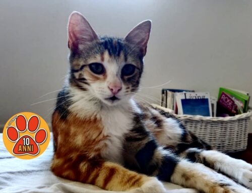 Meravigliosa gatta tricolore calico cerca adozione: si trova a Ponza